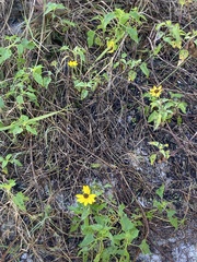 Helianthus debilis
