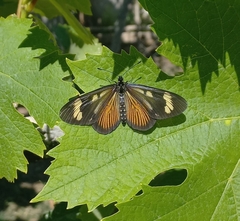 Actinote pellenea