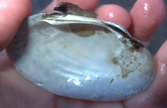 Cambarunio taeniatus