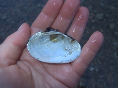 Cambarunio taeniatus