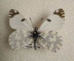 Euchloe ausonia