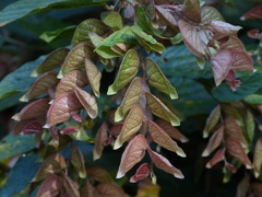 Flemingia strobilifera