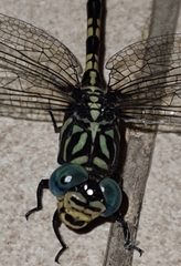 Paragomphus cognatus