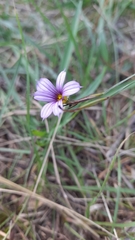 Sisyrinchium platense