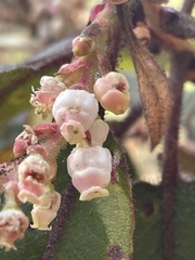 Arbutus