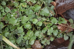 Lamium purpureum