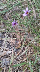 Sisyrinchium platense