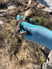 Pantherophis emoryi