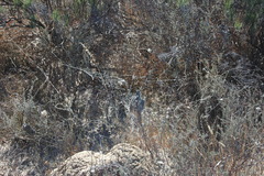 Stegodyphus dumicola