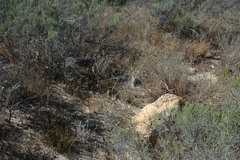 Stegodyphus dumicola