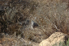 Stegodyphus dumicola