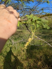 Prosopis pallida