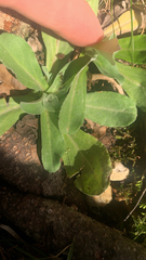 Calendula officinalis