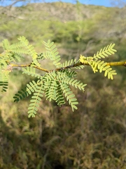 Prosopis pallida