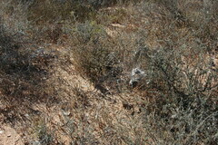 Stegodyphus dumicola