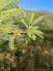 Prosopis pallida