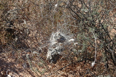 Stegodyphus dumicola