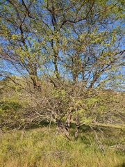 Prosopis pallida