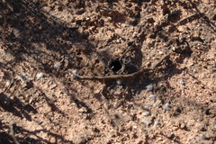 Harpactirella lightfooti