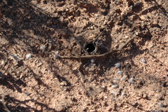 Harpactirella lightfooti