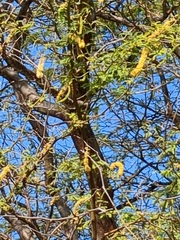 Prosopis pallida