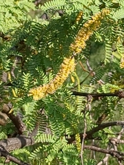 Prosopis pallida