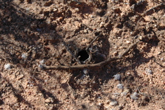 Harpactirella lightfooti
