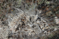 Stegodyphus dumicola