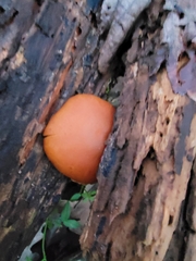 Gymnopilus rufescens