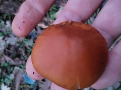 Gymnopilus rufescens