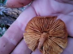 Gymnopilus rufescens