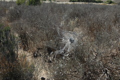 Stegodyphus dumicola