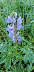 Lupinus succulentus