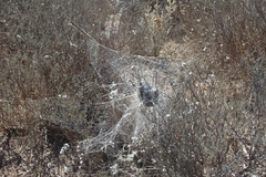 Stegodyphus dumicola