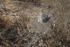 Stegodyphus dumicola