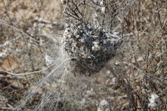 Stegodyphus dumicola