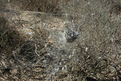 Stegodyphus dumicola