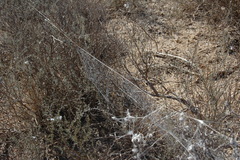 Stegodyphus dumicola