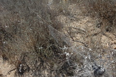 Stegodyphus dumicola