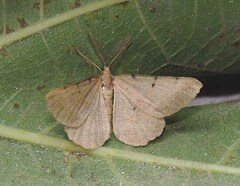 Selidosema brunnearia