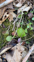 Packera obovata
