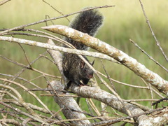 Sciurus yucatanensis