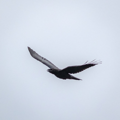 Corvus corax