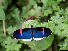 Heliconius erato cyrbia
