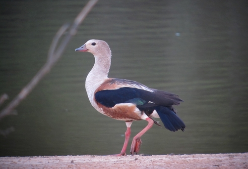 Orinoco Goose
