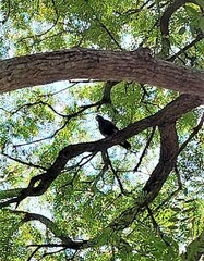 Parabuteo unicinctus