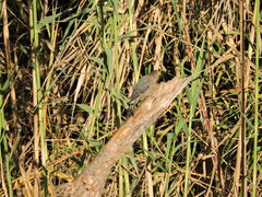 Melanerpes uropygialis