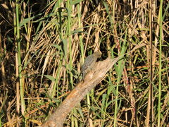 Melanerpes uropygialis