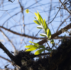 Epidendrum amphistomum