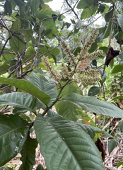 Triplaris americana